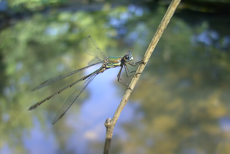 Lestes viridis